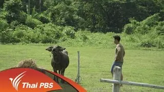 สาบควายลายคน ตอนที่ 5