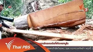 นักข่าวพลเมือง : พบไม้ตะเคียนถูกลักลอบตัดที่เทอกเขาบูโด