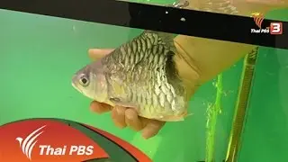 4 ม.ค. 59