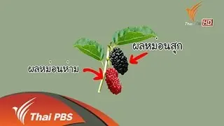 มัลเบอร์รี่ชีสพาย