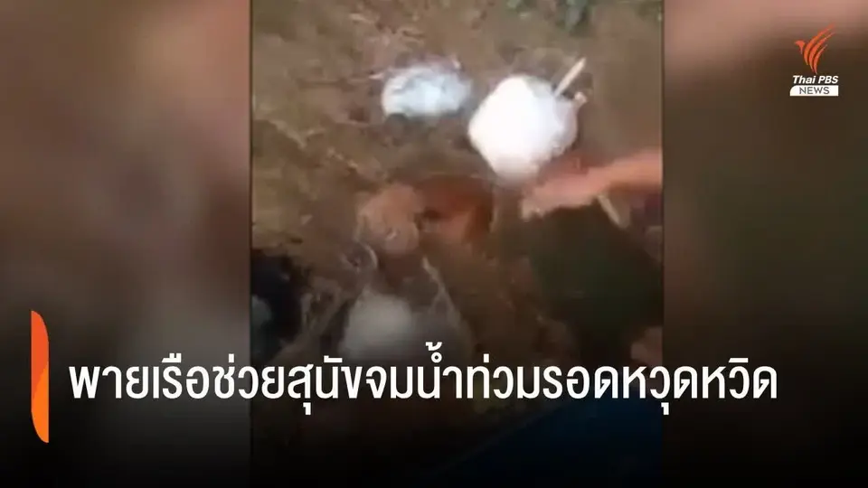 นาทีชีวิต! พายเรือช่วยน้องหมาจมน้ำ