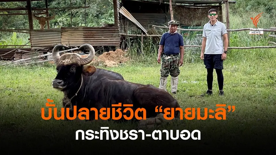 บั้นปลายชีวิตที่ผากระดาษ "ยายมะลิ" กระทิงชรา-ตาบอด