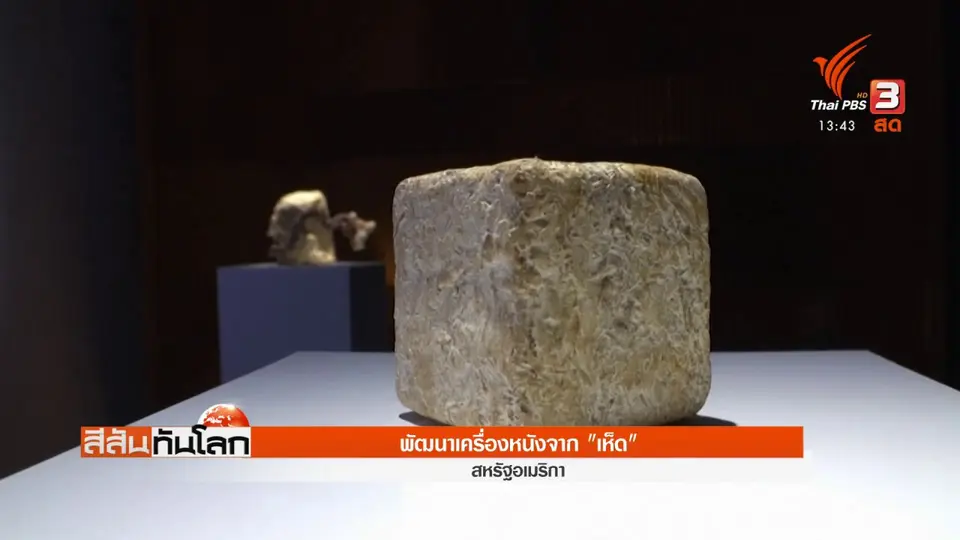 สหรัฐฯ พัฒนาเครื่องหนังจาก "เห็ด"