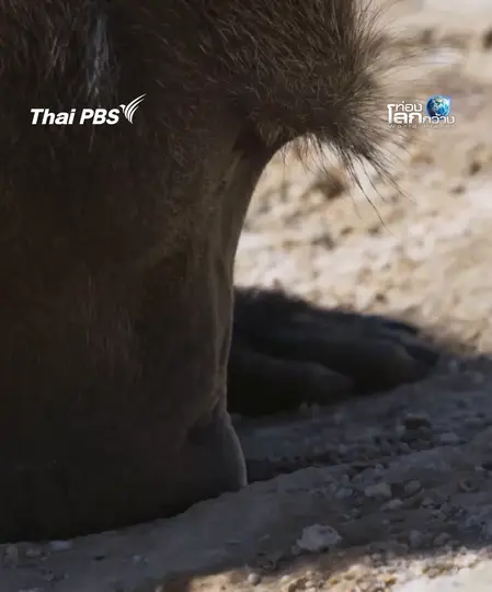 แค่นี้ก็ชื่นใจ แอ่งน้ำเล็ก ๆ  ของลิงบาบูน | ท่องโลกกว้าง