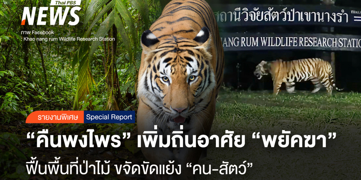 “คืนพงไพร” เพิ่มถิ่นอาศัย “พยัคฆา” ฟื้นพื้นที่ป่าไม้ ขจัดขัดแย้ง “คน-สัตว์”
