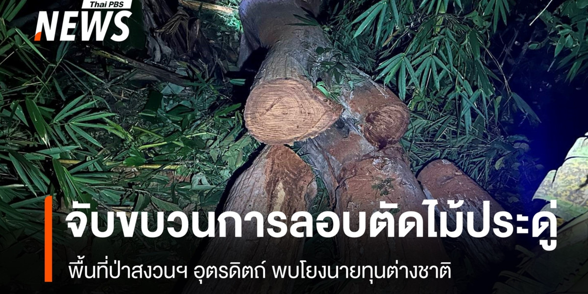 จับขบวนการลอบตัด “ไม้ประดู่” ป่าสงวนฯ อุตรดิตถ์ โยงนายทุนต่างชาติ