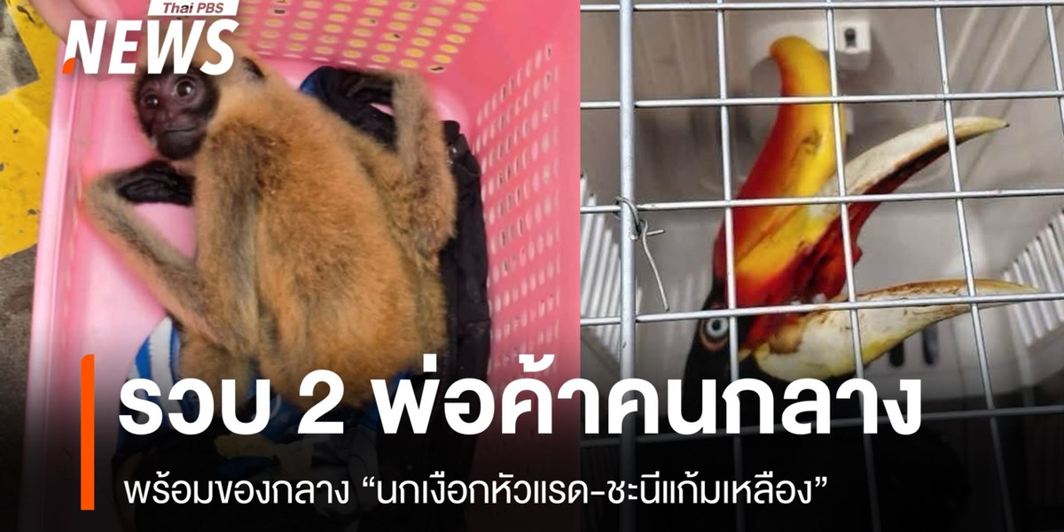 รวบ 2 พ่อค้าคนกลาง ยึดนกเงือกหัวแรด-ชะนีแก้มเหลือง