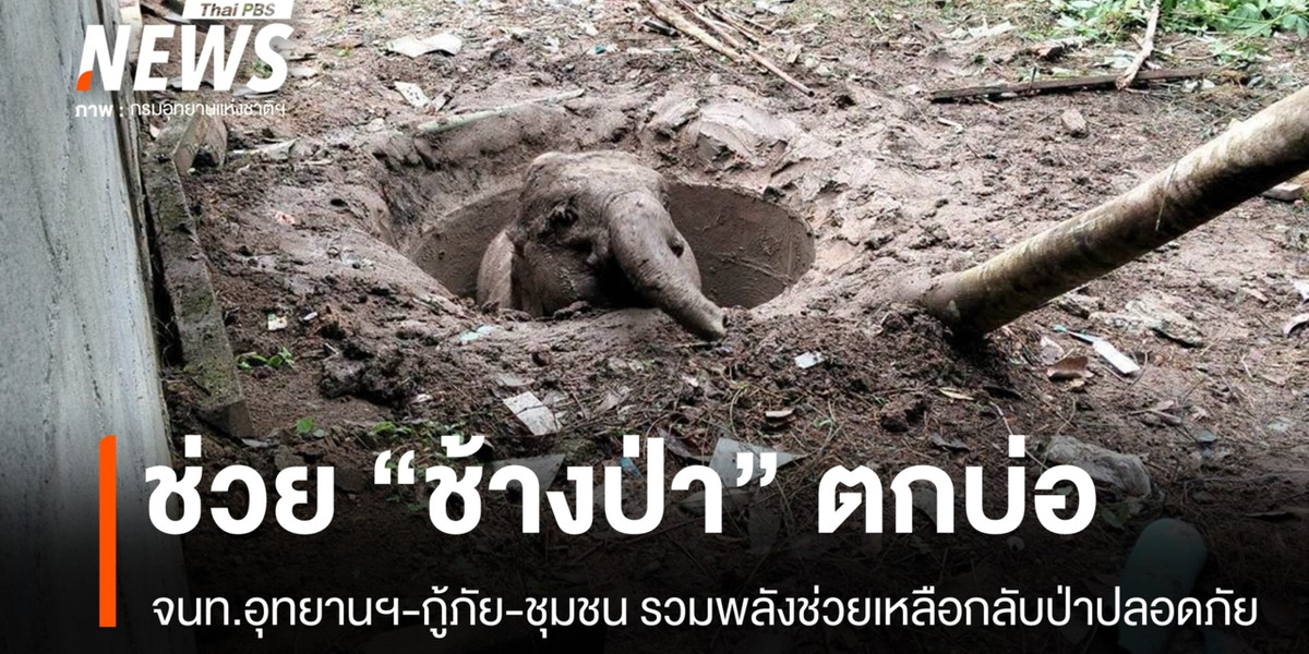 ช่วยชีวิต “ช้างป่า” ตกบ่อที่เขาชะเมา กลับเข้าป่าปลอดภัย