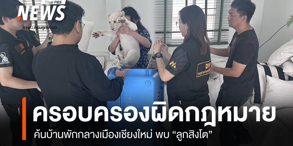ค้นบ้านพักกลางเมืองเชียงใหม่ พบ “ลูกสิงโต” ครอบครองผิดกฎหมาย