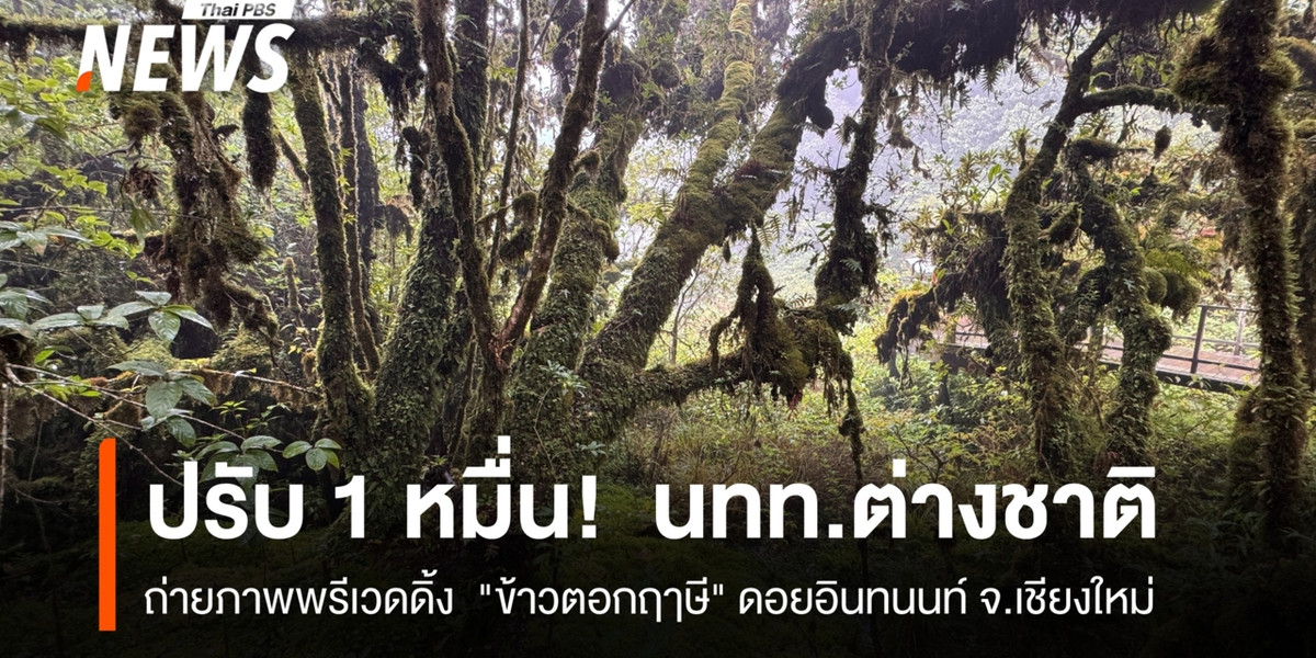 ปรับ 1 หมื่น! นทท.ต่างชาติ ถ่ายภาพพรีเวดดิ้ง “ข้าวตอกฤาษี” ดอยอินทนนท์ จ.เชียงใหม่