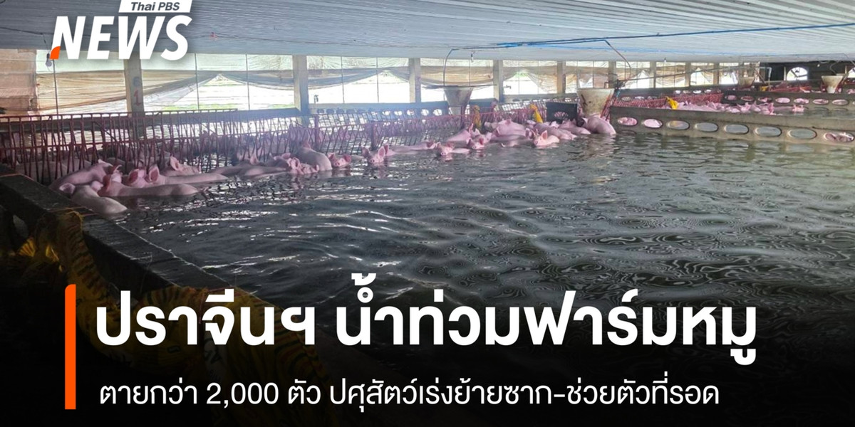 ปราจีนฯ น้ำท่วมฟาร์มหมู ตายกว่า 2,000 ตัว ปศุสัตว์เร่งจัดการซาก