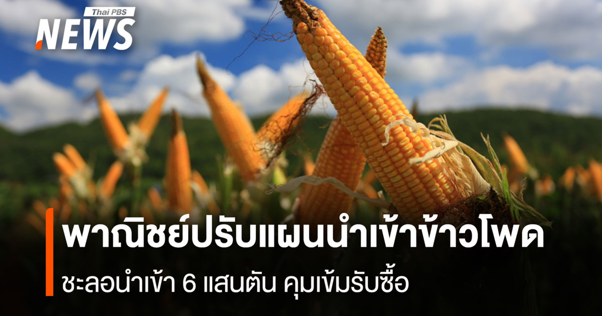 พาณิชย์ปรับแผนนำเข้าข้าวโพด ชะลอนำเข้า 6 แสนตัน คุมเข้มรับซื้อ