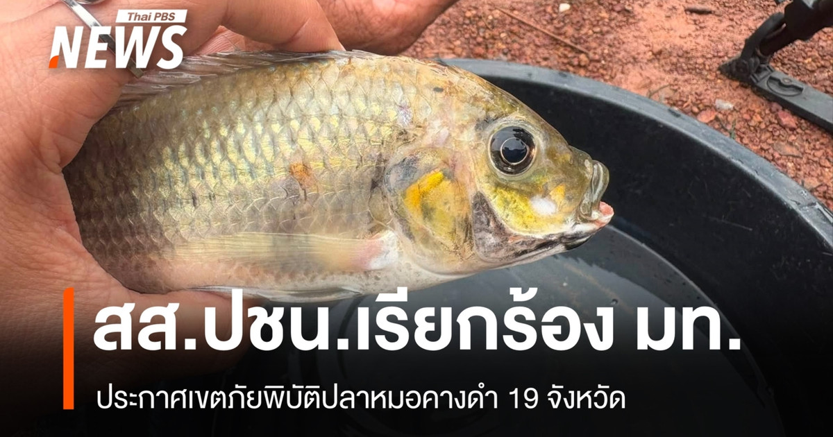 สส.ปชน.เรียกร้อง มท.ประกาศเขตภัยพิบัติปลาหมอคางดำ 19 จังหวัด