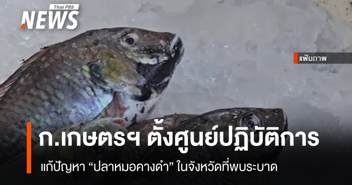 ก.เกษตรฯ ตั้งศูนย์แก้ปัญหา “ปลาหมอคางดำ” ในจังหวัดที่พบระบาด