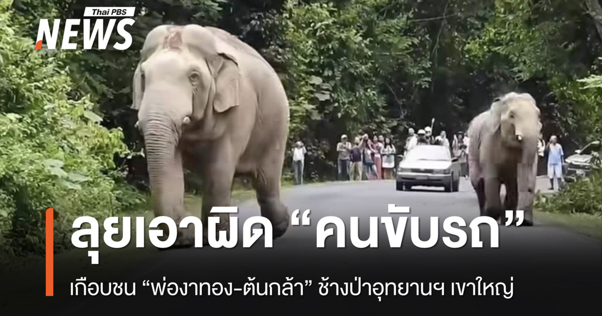 考艾国家公园对险些撞到野生大象“Phang Ngathong”和“Ton Kla”的司机采取了行动。