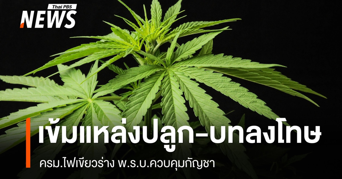 内阁已批准大麻法案草案，收紧了对种植区域和处罚的监管。