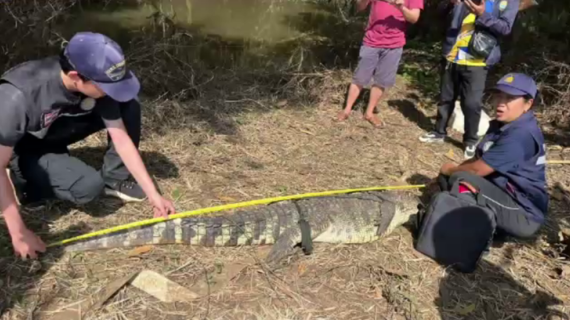 Last of four escaped crocodiles recaptured in Sa Kaeo
