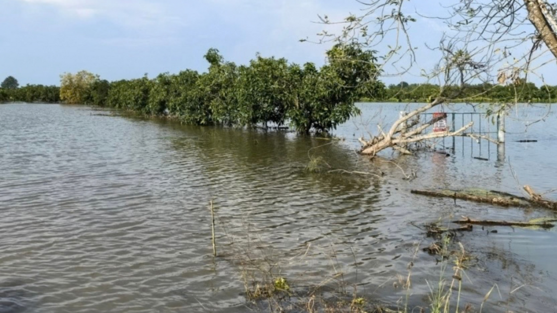 Chachoengsao floods threaten key agricultural produce | Thai PBS World