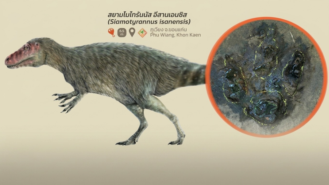 Scientists confirm six dinosaur footprints in Udon Thani | Thai PBS World