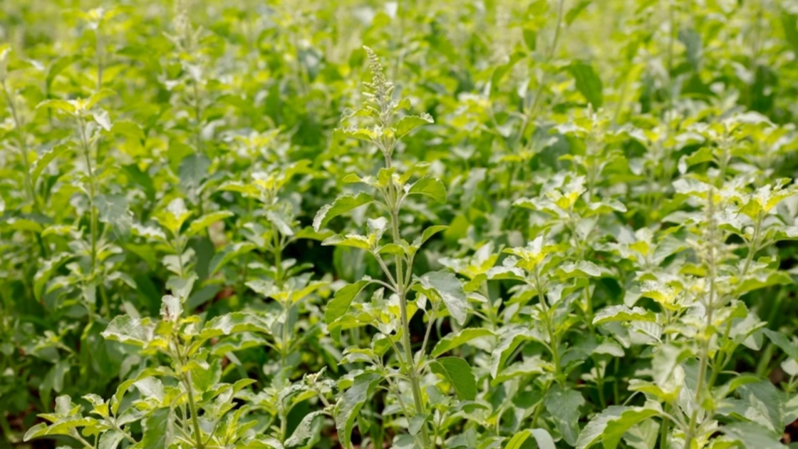 Holy basil registration will not restrict native varieties - CPRAM ...
