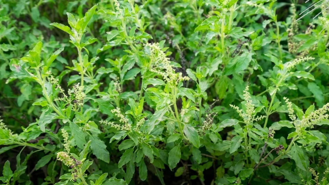 CP Group denies role in CPRAM’s holy basil protection applications ...