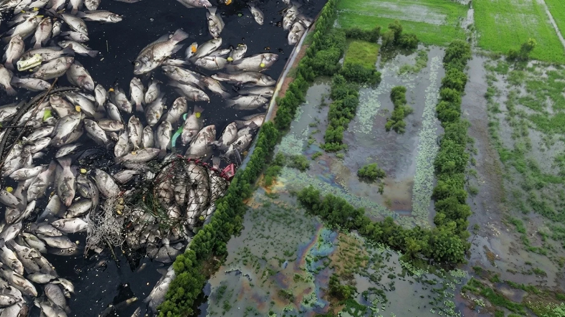 Fish sales slump in Prachin Buri amid fears of industrial contamination ...