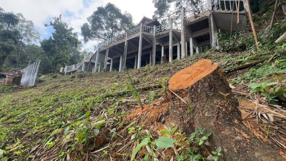 Seven suspected of felling Sakura trees in Chiang Mai park | Thai PBS World