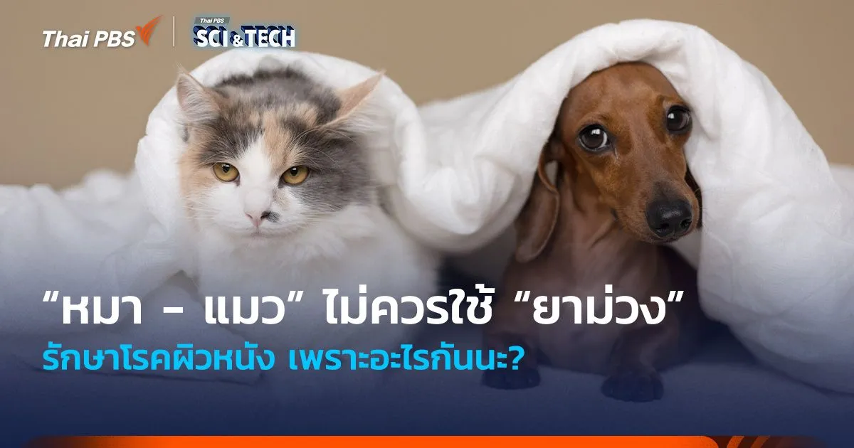 เหตุผลที่ “หมา - แมว” ไม่ควรใช้ “ยาม่วง” รักษาโรคผิวหนัง
