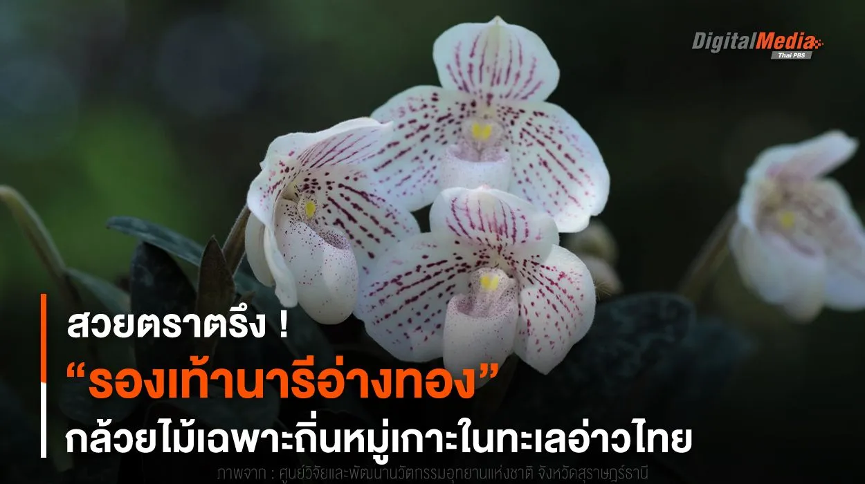 สวยตราตรึง ! “รองเท้านารีอ่างทอง” กล้วยไม้ป่าเฉพาะถิ่น