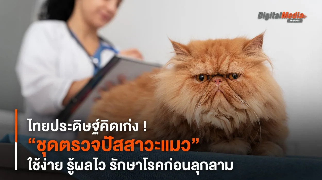 “ชุดตรวจปัสสาวะแมว” ใช้ง่าย รู้ผลไว รักษาโรคก่อนลุกลาม