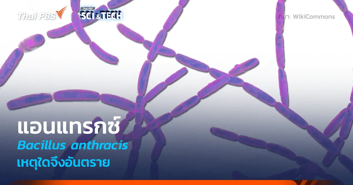 รู้จัก Anthrax หนึ่งในเชื้อแบคทีเรียที่อึดที่สุด