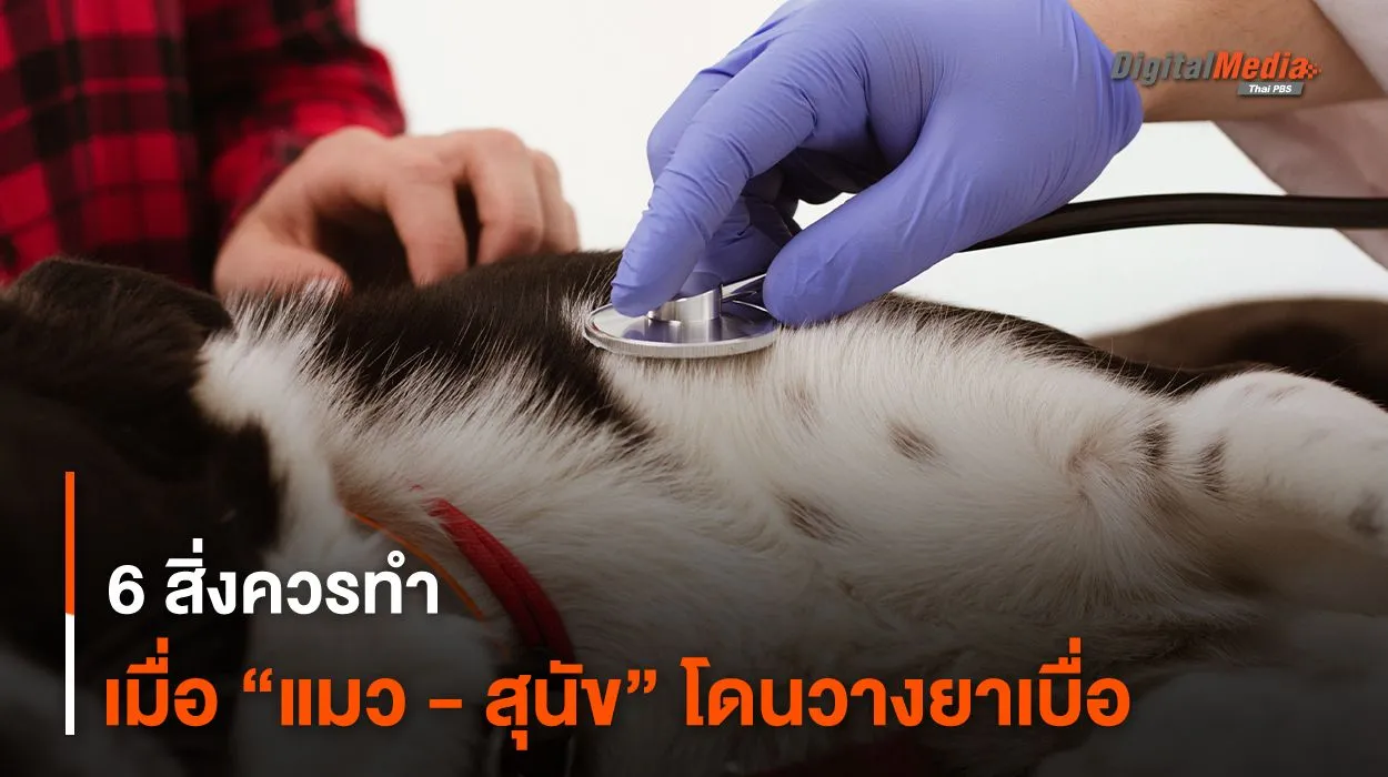 6 สิ่งควรทำ เมื่อ “แมว - สุนัข” โดนวางยาเบื่อ