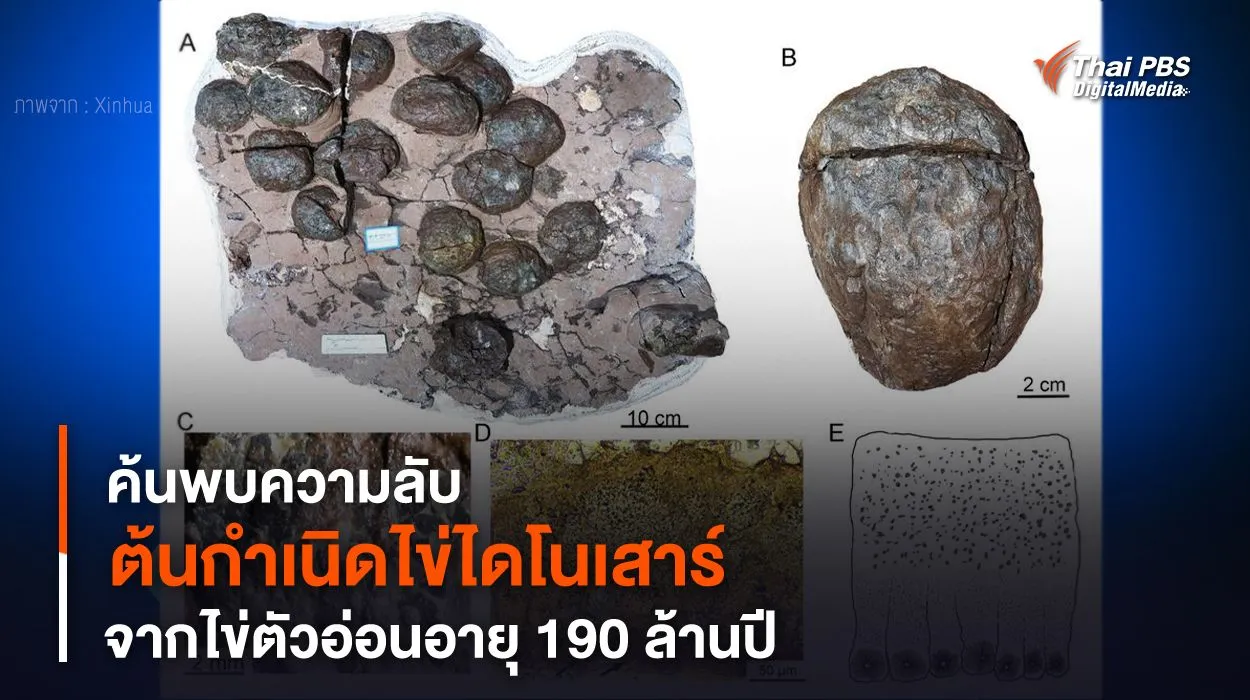 ค้นพบความลับ “ต้นกำเนิดไข่ไดโนเสาร์” จากไข่ตัวอ่อนอายุ 190 ล้านปี