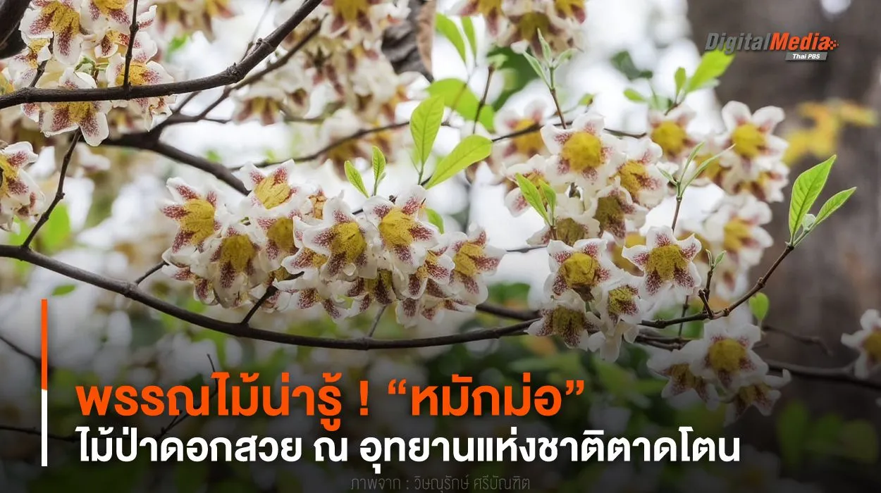 พรรณไม้น่ารู้ ! “หมักม่อ” ไม้ป่าดอกสวย ณ อุทยานแห่งชาติตาดโตน
