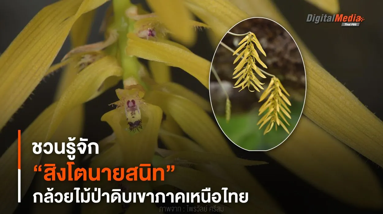 ชวนรู้จัก “สิงโตนายสนิท” กล้วยไม้ป่าดิบเขาภาคเหนือไทย