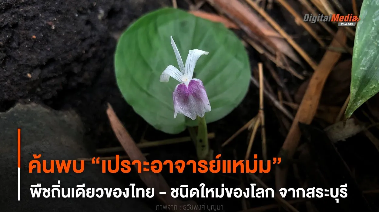 ค้นพบ ! “เปราะอาจารย์แหม่ม” พืชถิ่นเดียวของไทย - ชนิดใหม่ของโลก