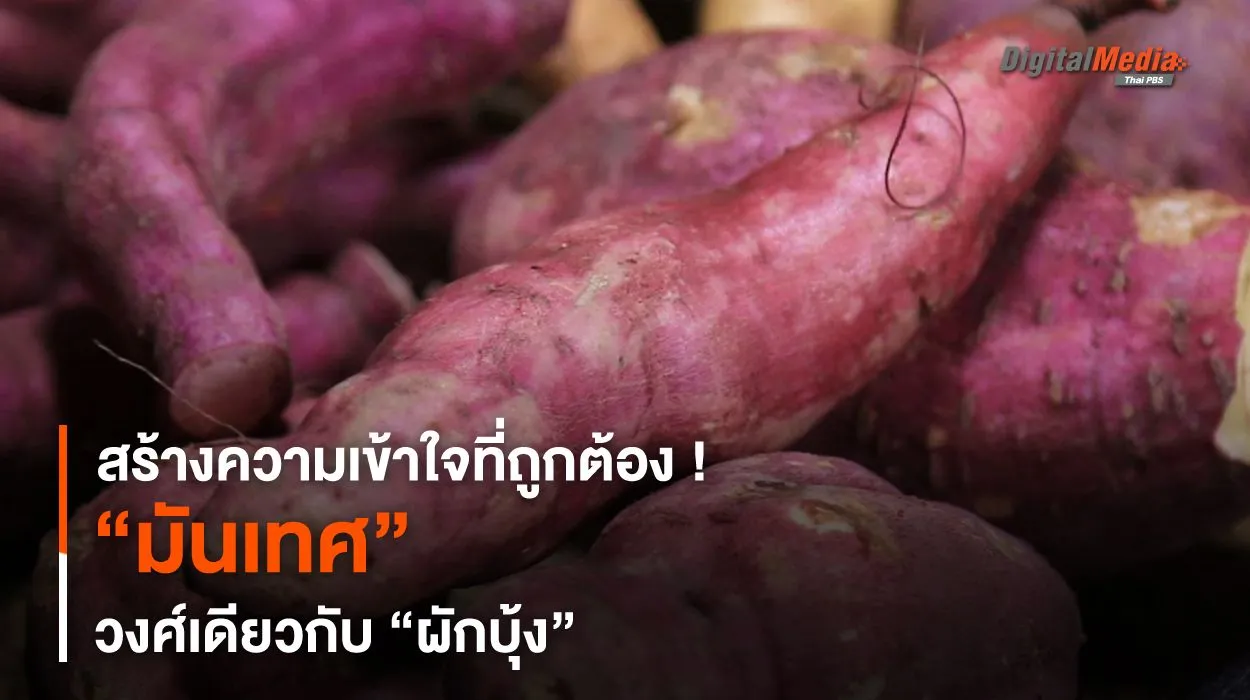 สร้างความเข้าใจที่ถูกต้อง ! “มันเทศ” วงศ์เดียวกับ “ผักบุ้ง”