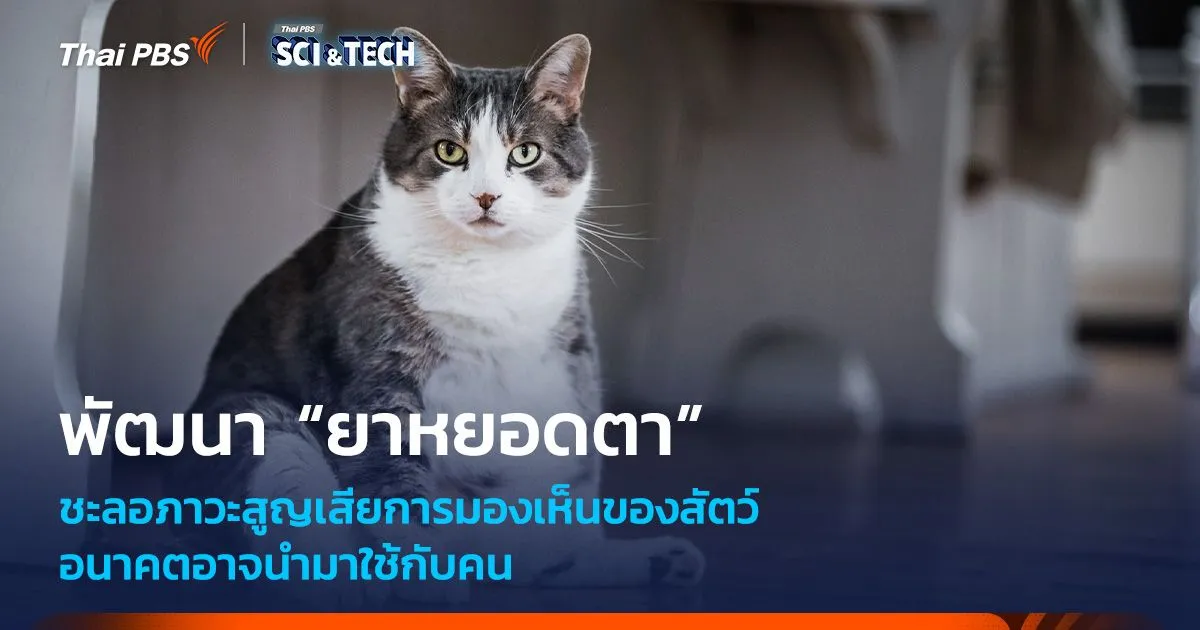 อนาคตอาจใช้กับคน พัฒนา “ยาหยอดตา” ชะลอสูญเสียการมองเห็นสัตว์
