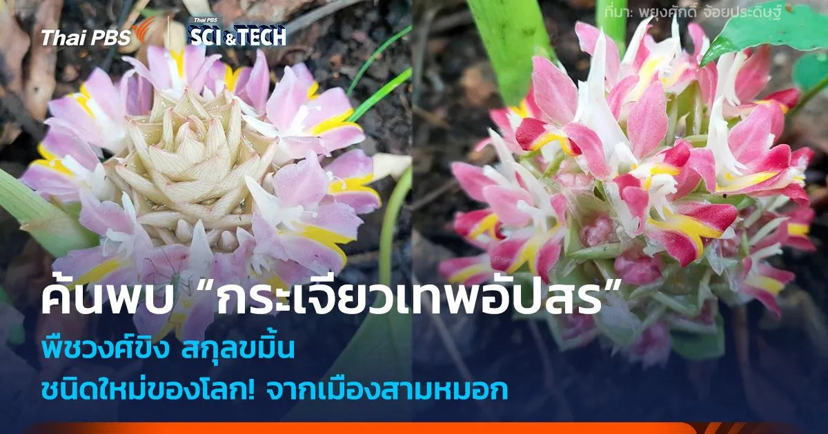 ชนิดใหม่ของโลก! ค้นพบ “กระเจียวเทพอัปสร” พืชวงศ์ขิง สกุลขมิ้น จากเมืองสามหมอก