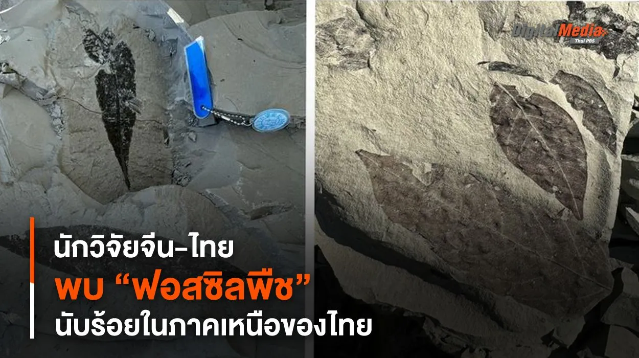 นักวิจัยจีน-ไทย พบ “ฟอสซิลพืช” นับร้อยในภาคเหนือของไทย