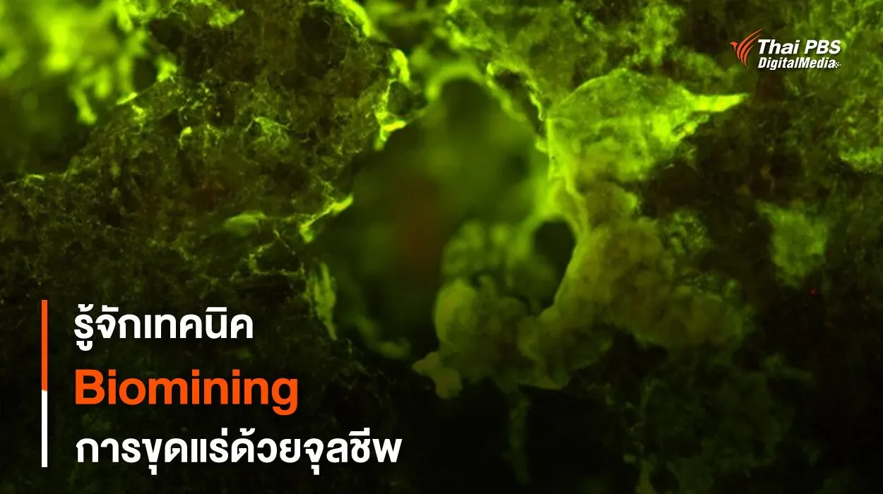 Biomining เทคนิคการ “สกัดแร่” ด้วยจุลชีพ