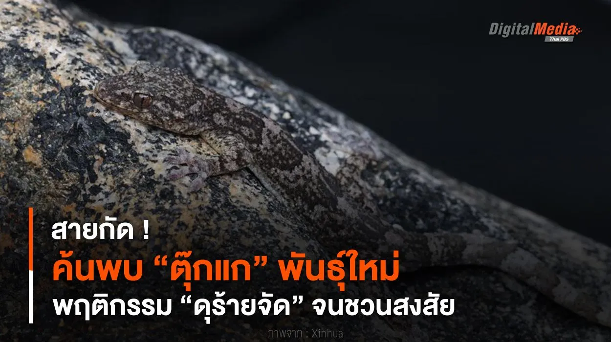 สายกัด ! ค้นพบ “ตุ๊กแก” พันธุ์ใหม่ พฤติกรรม “ดุร้ายจัด” จนชวนสงสัย