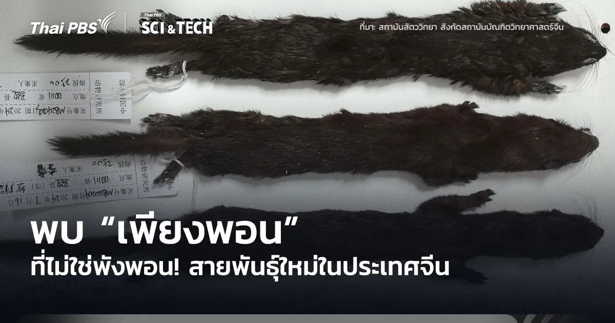 ไม่ใช่พังพอน! พบ “เพียงพอน” พันธุ์ใหม่ในประเทศจีน 