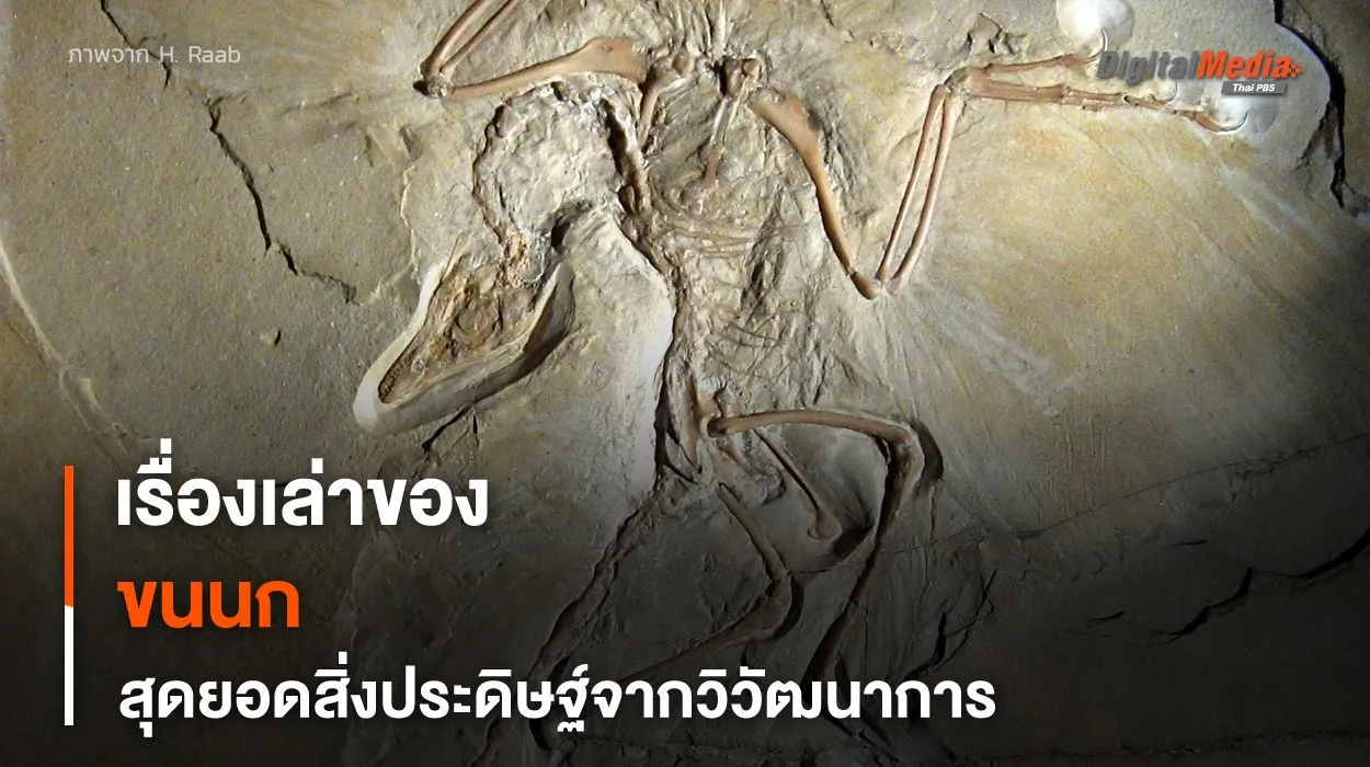 “ขนนก” สุดยอดสิ่งประดิษฐ์จากการวิวัฒนาการของไดโนเสาร์