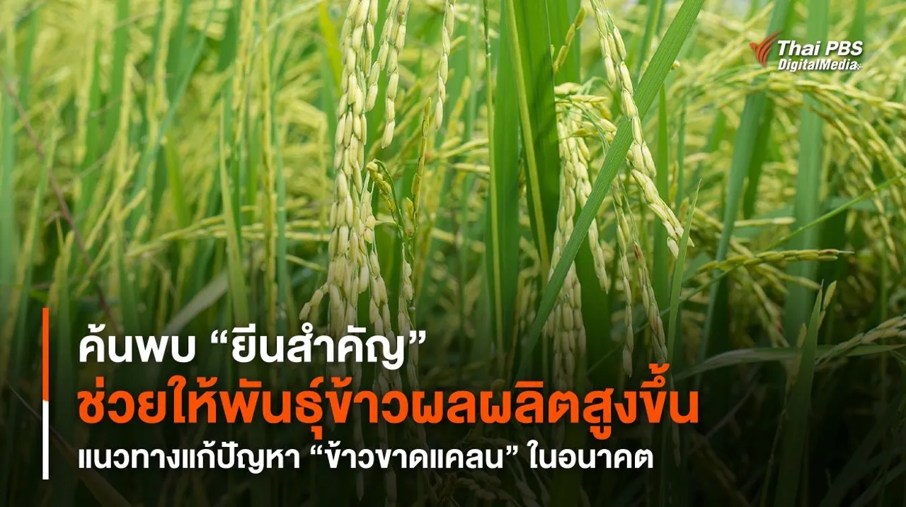 ค้นพบ “ยีนสำคัญ” ช่วยให้พันธุ์ข้าวผลผลิตสูงขึ้น แนวทางแก้ปัญหา “ข้าวขาดแคลน” ในอนาคต