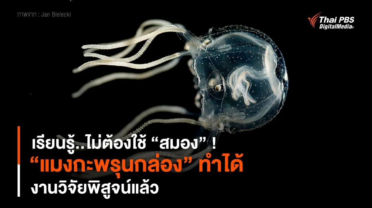 เรียนรู้..ไม่ต้องใช้ “สมอง” ! “แมงกะพรุนกล่อง” ทำได้ งานวิจัยพิสูจน์แล้ว