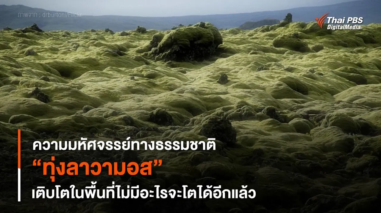 ความมหัศจรรย์ทางธรรมชาติ “ทุ่งลาวามอส” เติบโตในพื้นที่ไม่มีอะไรจะโตได้อีกแล้ว