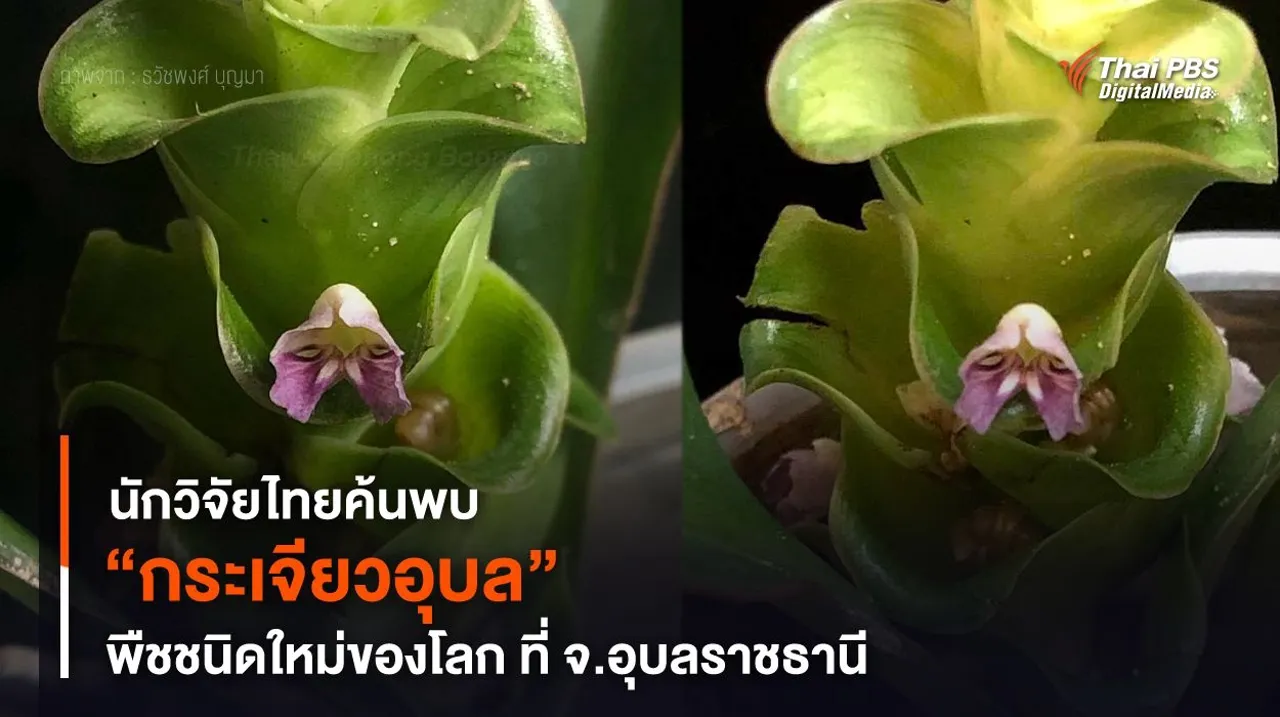 นักวิจัยไทยค้นพบ “กระเจียวอุบล” พืชวงศ์ขิงชนิดใหม่ของโลก ที่ จ.อุบลราชธานี