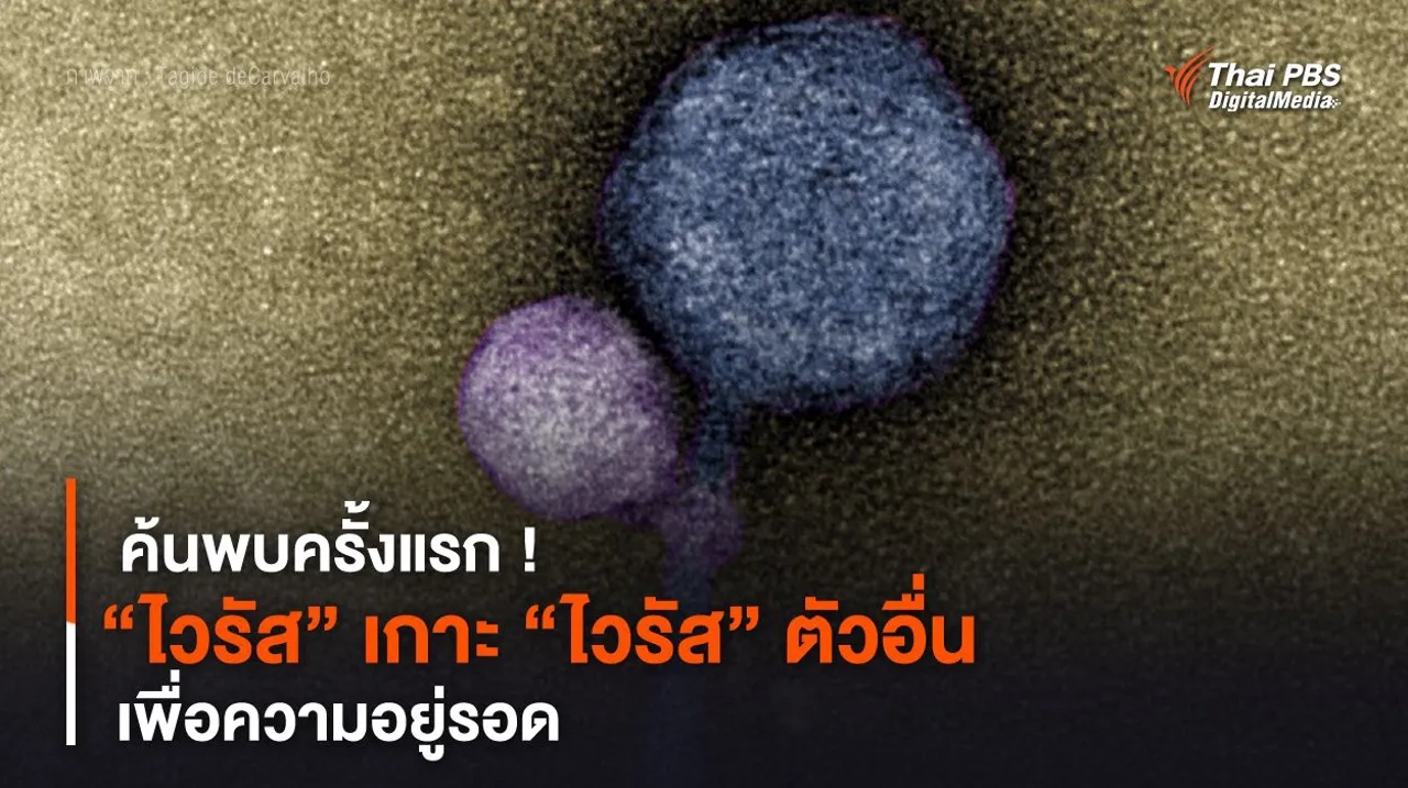 ค้นพบครั้งแรก ! “ไวรัส” เกาะ “ไวรัส” ตัวอื่น เพื่อความอยู่รอด