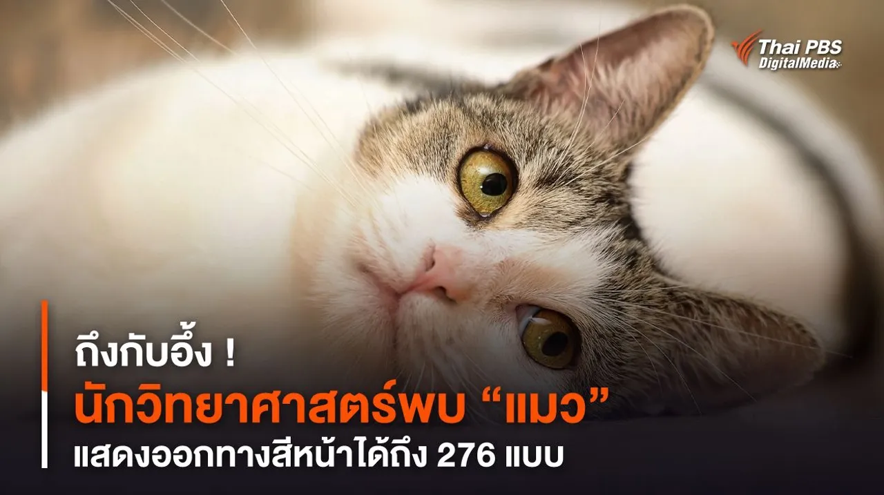 ถึงกับอึ้ง ! นักวิทยาศาสตร์พบ “แมว” แสดงออกทางสีหน้าได้ถึง 276 แบบ